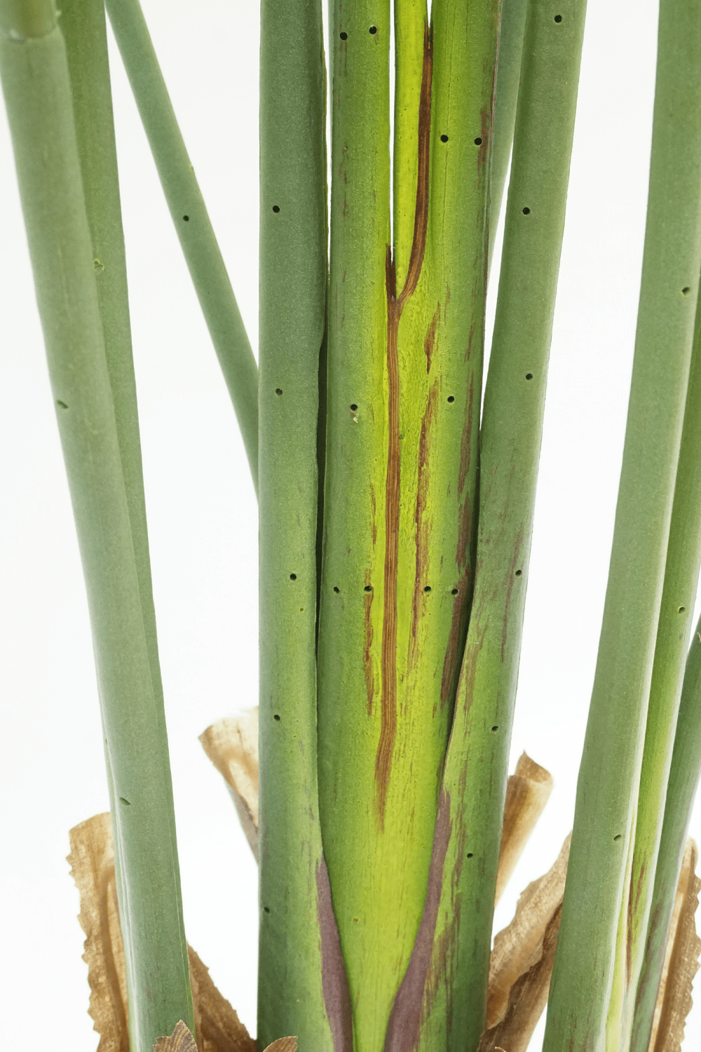 Sztuczna Roślina Strelitzia 160 cm