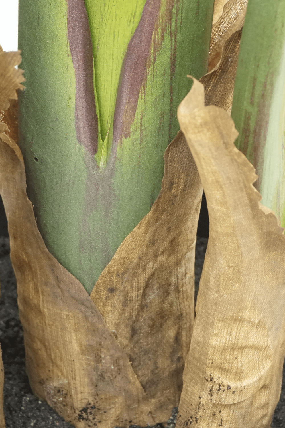 Sztuczna Roślina Strelitzia 160 cm